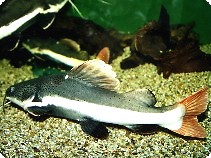Redtail Catfish - 3 inch Redtail Catfish - 3 inch